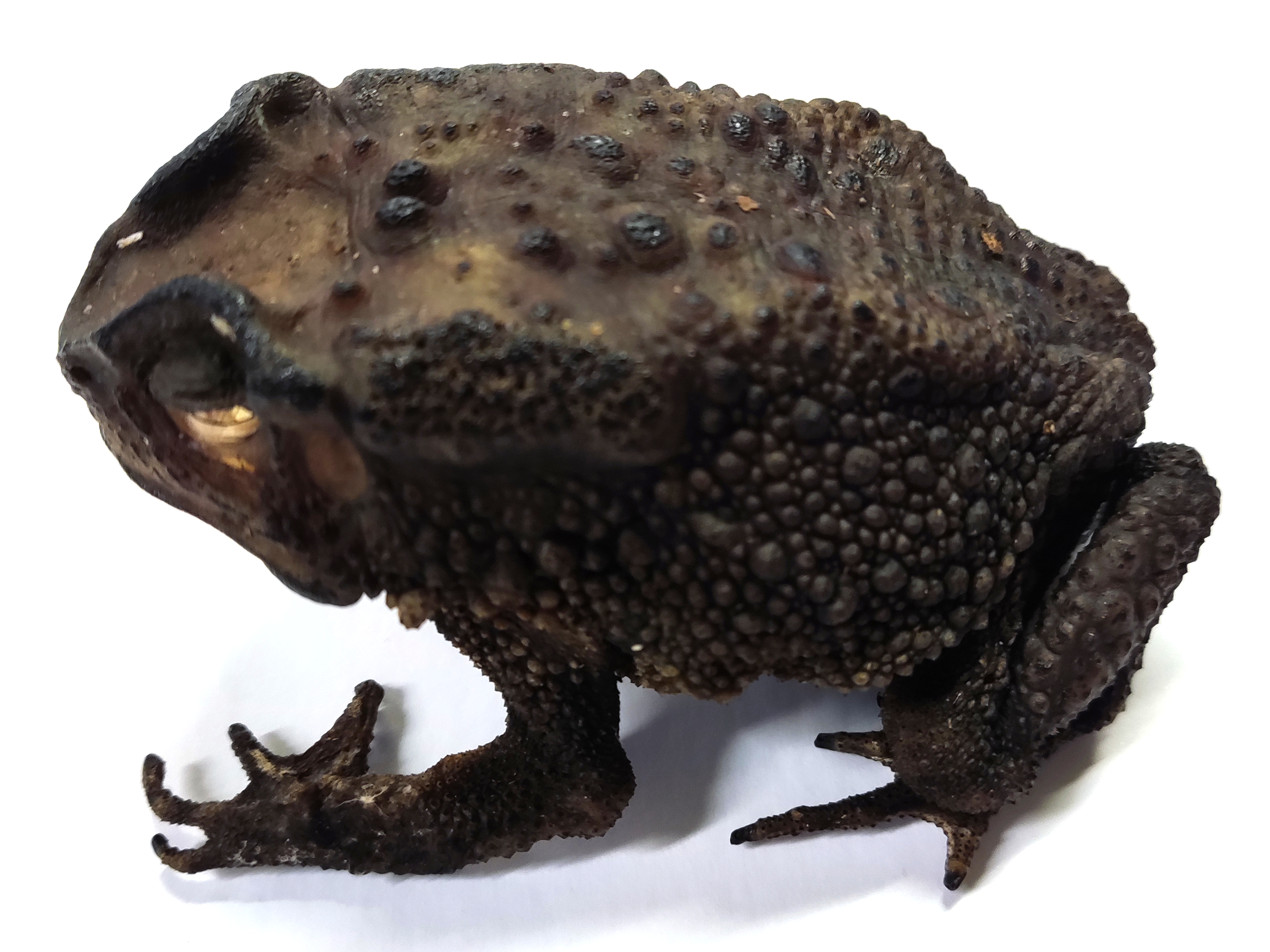 A preserved Asian Common toad from East Java, Indonesia.