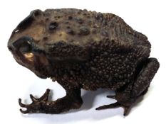 A preserved Asian Common toad from East Java, Indonesia.