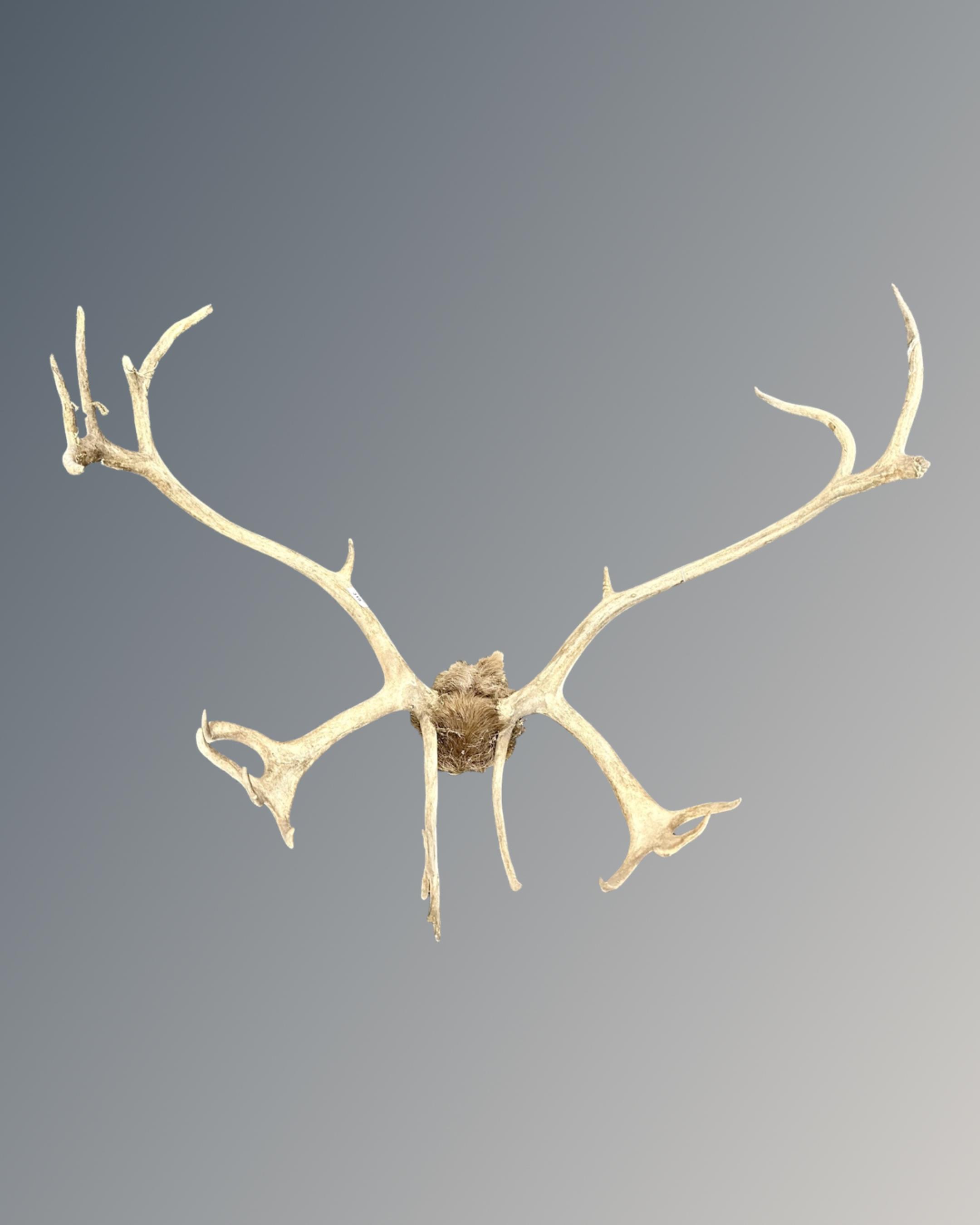 A set of antlers.