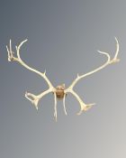 A set of antlers.