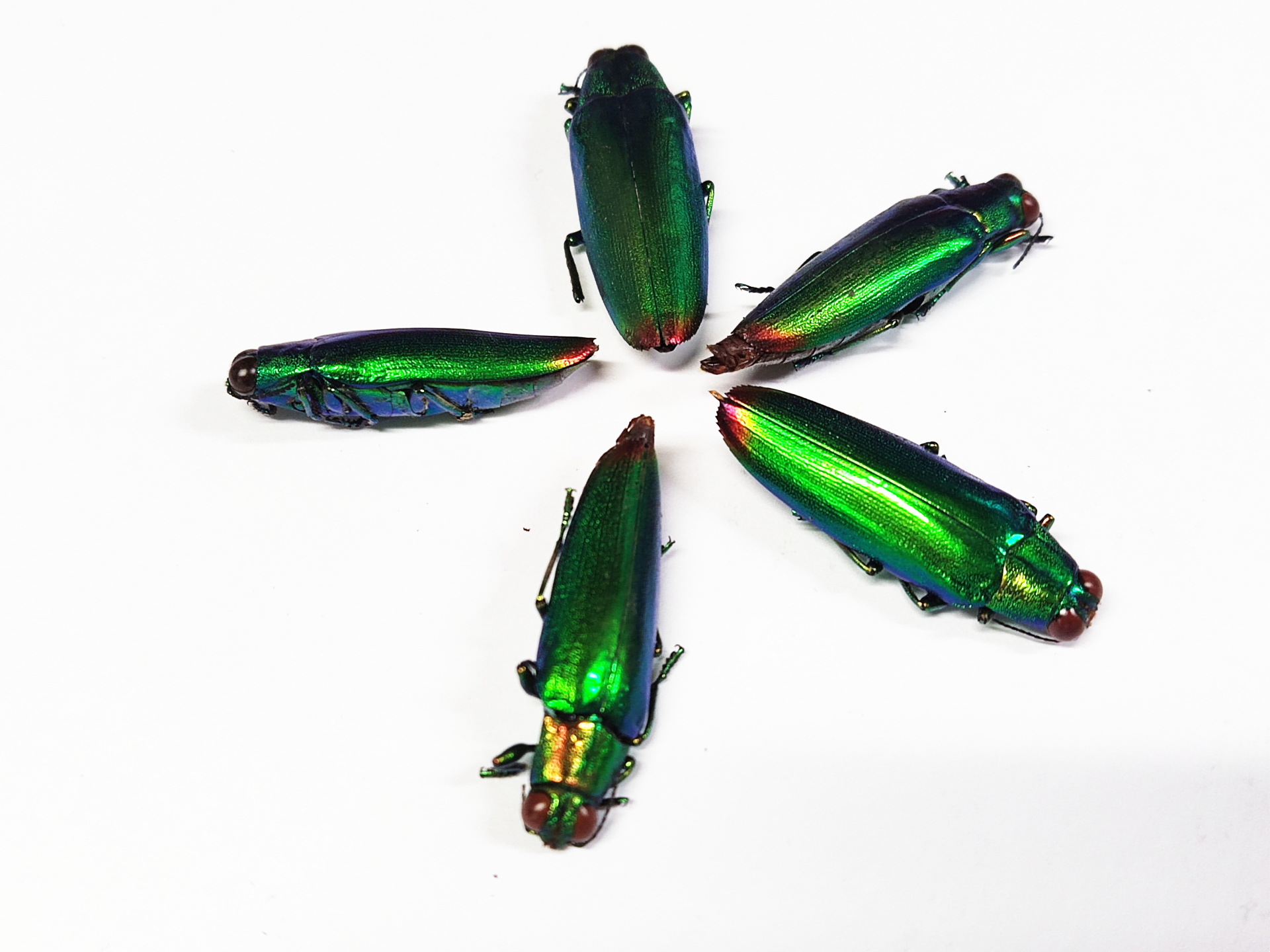 Decorative collection of 5 Beetles