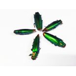 Decorative collection of 5 Beetles