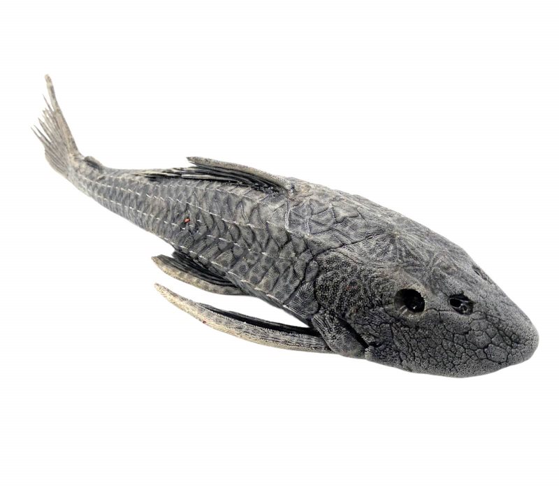 Carachama Armored Catfish - Image 2 of 2