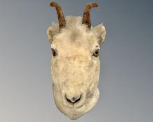 A taxidermy Alpine goat mount by Rowland Ward Limited, Piccadilly, London,