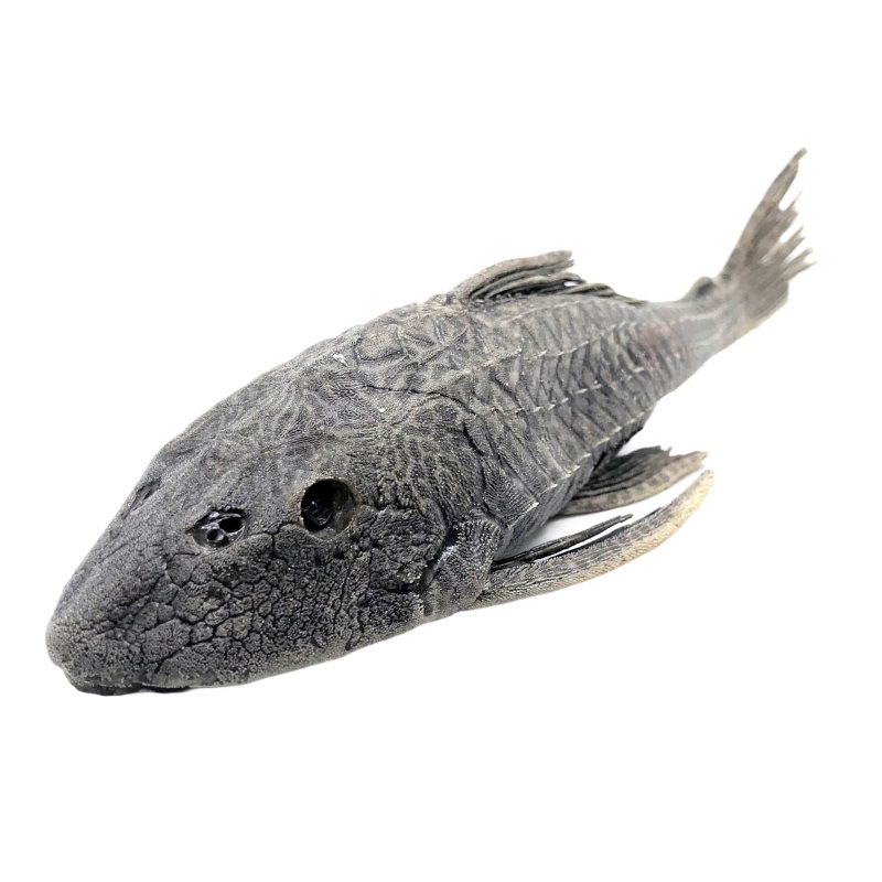 Carachama Armored Catfish