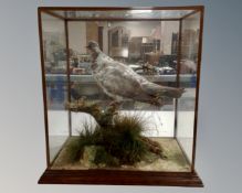 A taxidermy Pied Wood Pigeon in naturalistic setting in glazed display case, 49cm by 34cm.