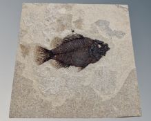 A fossilised fish, 18cm by 18cm.