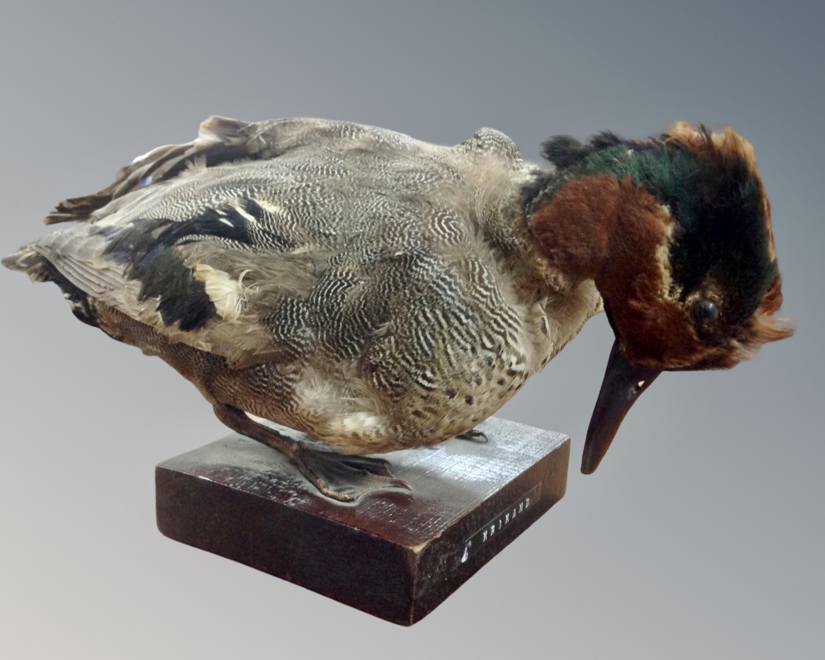 A taxidermy duck on a wooden plinth,
