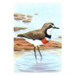 TUCKFIELD, Australiana Bird Series, nos. 193-250 (13) & 251-384 (complete), medium, anon. (Yarra),