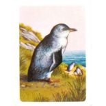 TUCKFIELD, Australiana Bird Series, complete, nos. 97-192, medium, anon. (Yarra), EX, 96