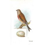 LAMBERT & BUTLER, Birds & Eggs, complete, slight a.c.m., G to VG, 50