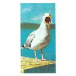 BROOKE BOND, British Birds, complete (2), White & cream, EX, 40