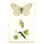 CADBURY, Butterflies & Moths, Reward Cards, VG, 32