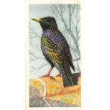 BROOKE BOND, Bird Portraits, complete (2), with & without address, EX, 100