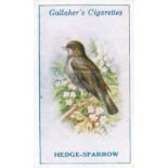 GALLAHER, British Birds by George Rankin, complete, G to VG, 100