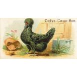 ALLEN & GINTER, Prize & Game Chickens, Crêve-Cœur Hen, VG