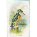 CADBURY, rewards cards, British Birds, all trimmed to bottom edges, G, 23