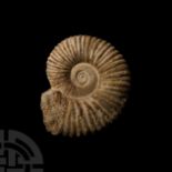 Large Fossil Agadir Ammonite