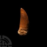 Large Fossil African 'T-Rex' Dinosaur Fossil Tooth