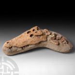 Deinosuchus Extinct Crocodile Fossil Skull