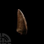 Fossil African 'T-Rex' Tooth