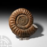 Giant British Fossil Ammonite