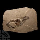 Fossil Fish and Lobster in Matrix