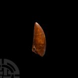 North African T-Rex Fossil Dinosaur Tooth