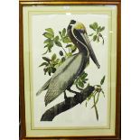 After John James Audobon - 'Brown Pelican', 20th century offset lithograph, 91cm x 60cm, within a