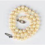 A single row necklace of uniform cultured pearls on a silver and cultured pearl clasp, detailed '