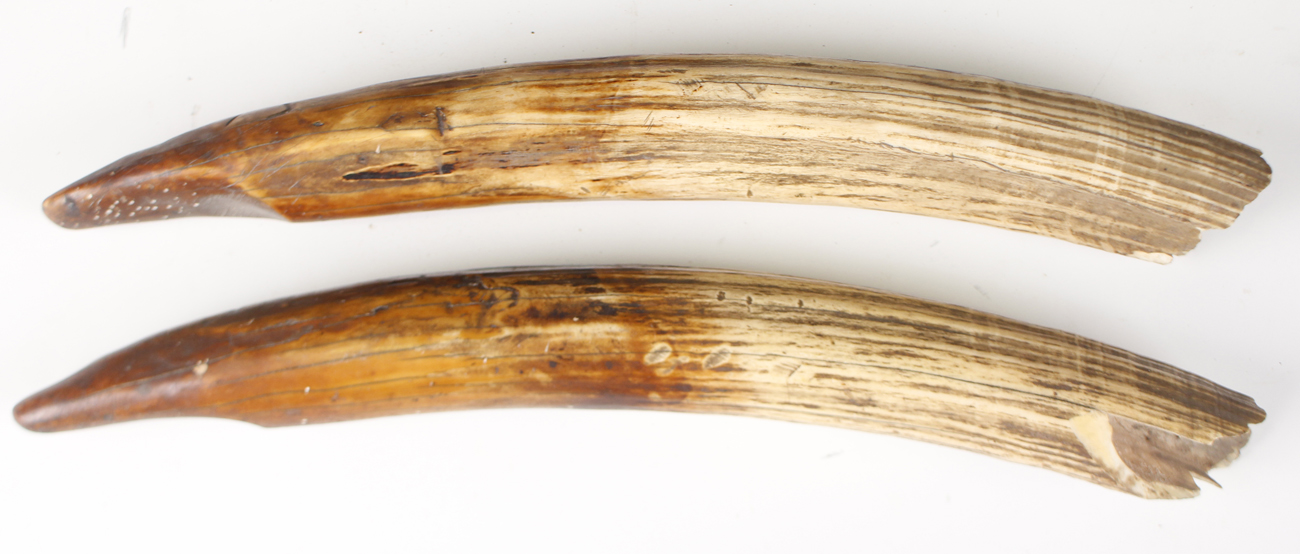 Two early 19th century walrus tusks, length 38cm, a 19th century papier-mâché and mother-of-pearl - Image 4 of 4