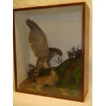 A taxidermy stuffed kestrel with rabbit prey within scenic glazed rectangular case,