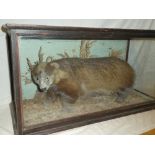 An old taxidermy stuffed badger within rectangular scenic glazed display case,
