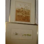 A limited edition coloured etching, "Poppies Suffolk",