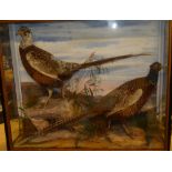 Two taxidermy cock pheasants within scenic glazed rectangular case 32½" long