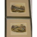 A pair of 19th century coloured engravings of fish published by S Maunder London,