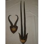 A pair of hartebeest horns on a wooden shield and a pair of oryx horns on wooden shield (2)