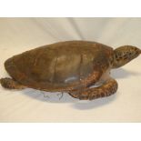 A 19th century stuffed hawksbill turtle 24" long