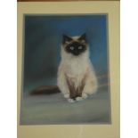 Elizabeth Day - pastel A study of a cat,