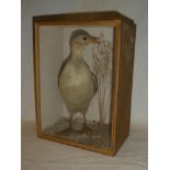 A Victorian taxidermy stuffed sea bird within scenic glazed rectangular case 10" high