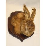 A stuffed taxidermy hare mask on wooden shield