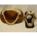 Two displays of shark's jaws with teeth