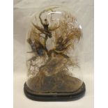 A Victorian taxidermy display of four stuffed miniature birds within glass oval display dome,