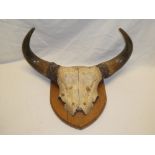 A pair of buffalo horns with skull on stained wood shield
