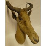 An old taxidermy stuffed kudu head with horns bearing the label for Charles Kirk of Glasgow 29"