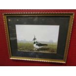 Rex Flood (1926- 2009) A framed and glazed watercolour and body colour of a lapwing at the nest.