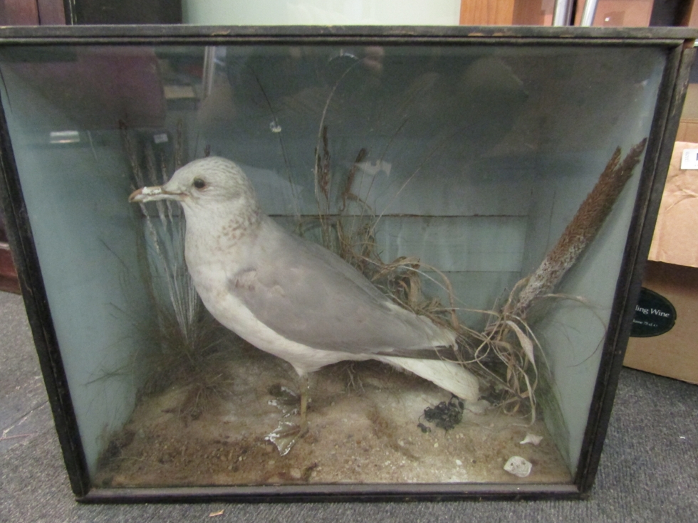 A 19th Century taxidermy of a seagull in naturalistic setting