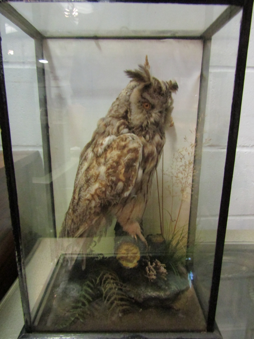 A 19th Century taxidermy of a long-eared owl, Arthur Rodgers of Nottingham