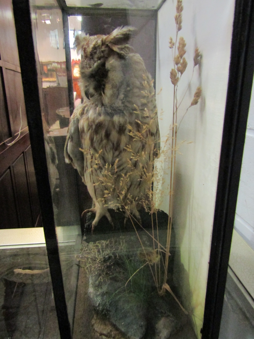 A 19th Century taxidermy of a long-eared owl, Arthur Rodgers of Nottingham - Image 2 of 2