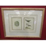 A pair of prints depicting birds and their nests of eggs, framed and glazed,